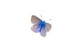 blue lycaenidae butterfly on white background 01