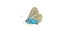 blue lycaenidae butterfly on white background