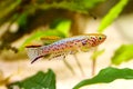 Blue Lyretail Killi Fish killifish Fundulopanchax gardneri Aquarium fish