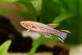 Blue Lyretail Killi Fish killifish Fundulopanchax gardneri Aquarium fish