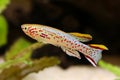 Blue Lyretail Killi Fish killifish Fundulopanchax gardneri Aquarium fish