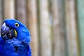 Blue Macaw