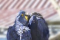 The blue macaw Ara hyacinth has an open beak Royalty Free Stock Photo