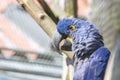 The blue macaw Ara hyacinth has an open beak Royalty Free Stock Photo