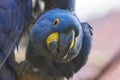 The blue macaw Ara hyacinth has an open beak Royalty Free Stock Photo