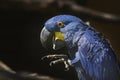 The blue macaw Ara hyacinth sits and has an open beak and a raised leg with claws Royalty Free Stock Photo