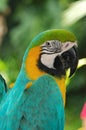 blue macaw bird portriat