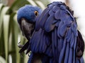 Blue Macaw bird sitting in a tree posing Royalty Free Stock Photo