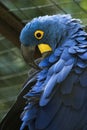 Blue macaw in a brazilian park - arara azul