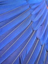Blue macaw feathers Royalty Free Stock Photo