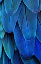 Blue Macaw Feathers Royalty Free Stock Photo