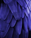 Blue Macaw Feathers Royalty Free Stock Photo