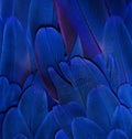 Blue Macaw Feathers Royalty Free Stock Photo