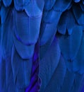 Blue Macaw Feathers Royalty Free Stock Photo