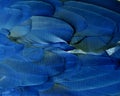 Blue Macaw Feathers Royalty Free Stock Photo