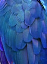 Blue Macaw Feathers Royalty Free Stock Photo