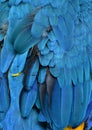 Blue Macaw Feathers Royalty Free Stock Photo