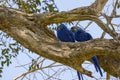 Blue Macaw in Pantanal Royalty Free Stock Photo