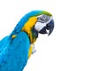 Blue Macaw Parrot Royalty Free Stock Photo