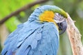 Blue Macaw Parrot Royalty Free Stock Photo