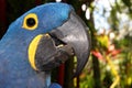 Blue Macaw Parrot Closeup Royalty Free Stock Photo