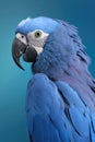 Blue Macaw parrot