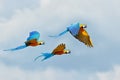 Blue macaw parrot fly. Big parrot in flight. Ara ararauna on the blue syk in Pantanal, Brazil. Action wildlife scene from South Royalty Free Stock Photo