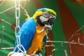 A blue macaw parrot sits on a branch and eats while holding fruit seeds in its paw Royalty Free Stock Photo