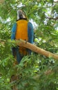 Blue macaw parrot Royalty Free Stock Photo