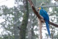 Blue macaw parrots bird on a tree branch Royalty Free Stock Photo