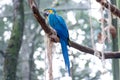 Blue macaw parrots bird on a tree branch Royalty Free Stock Photo