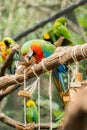 Blue macaw parrots bird on a tree branch Royalty Free Stock Photo