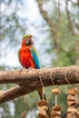 Blue macaw parrots bird on a tree branch Royalty Free Stock Photo