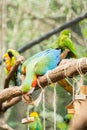 Blue macaw parrots bird on a tree branch Royalty Free Stock Photo