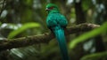 blue macaw a resplendent quetzal with long green tail feathers and red chest perching on a branch in a tropical jungle Royalty Free Stock Photo