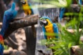 blue macaw on twig with green leaf foreground Royalty Free Stock Photo