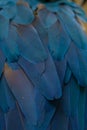 Blue Macaw Parrot Feathers Texture