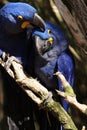 Blue Macaws Royalty Free Stock Photo