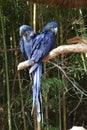 Blue macaws