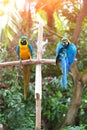 Blue macaws perched on a wooden post enjoying the warmth of the evening sun