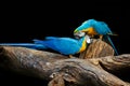 Blue macaws are playing on the wood