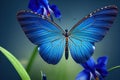 Blue machaon butterfly on iris flower on blurry green background.