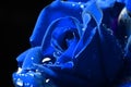 Blue macro rose with dew Royalty Free Stock Photo