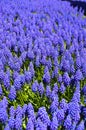 Blue magnificent arabian hyacinth in spring. Field, emirgan. Royalty Free Stock Photo