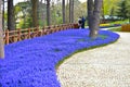 Blue magnificent arabian hyacinth in spring.