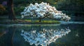 Blue magnolia tree in serene bloom by a pond, its reflection a tranquil embrace of nature& x27;s symmetry Royalty Free Stock Photo