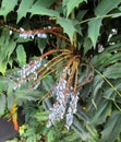 Blue Mahonia berries. Exotic Oregon grape or Mahonia Charity plant.