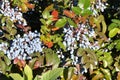 Blue Mahonia berries Latin Mahonia aquifolium or Oregon grapes