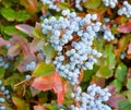 Blue Mahonia berries Latin Mahonia aquifolium or Oregon grapes