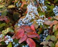 Blue Mahonia berries Latin Mahonia aquifolium or Oregon grapes